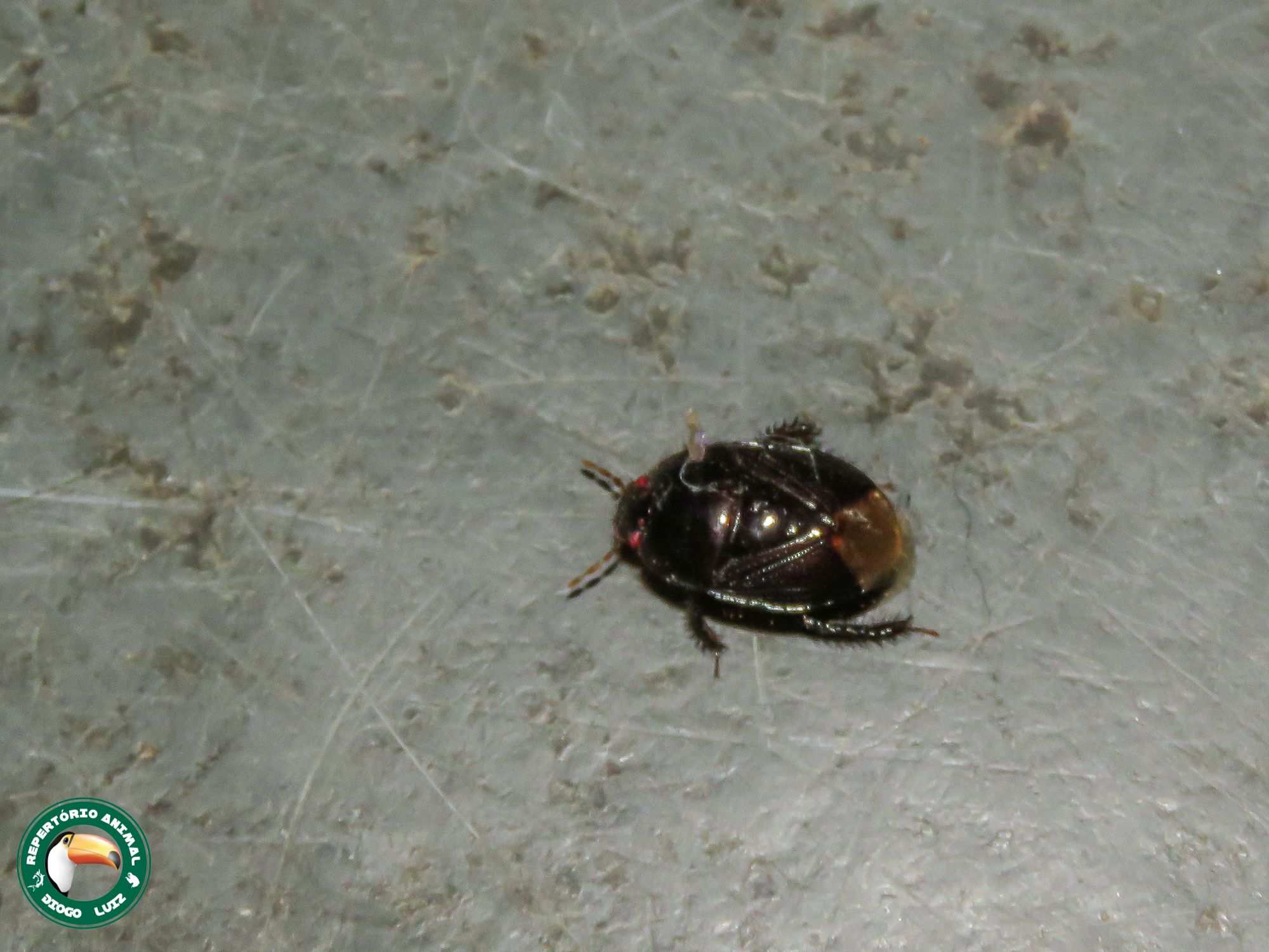 Cyrtomenus bergi