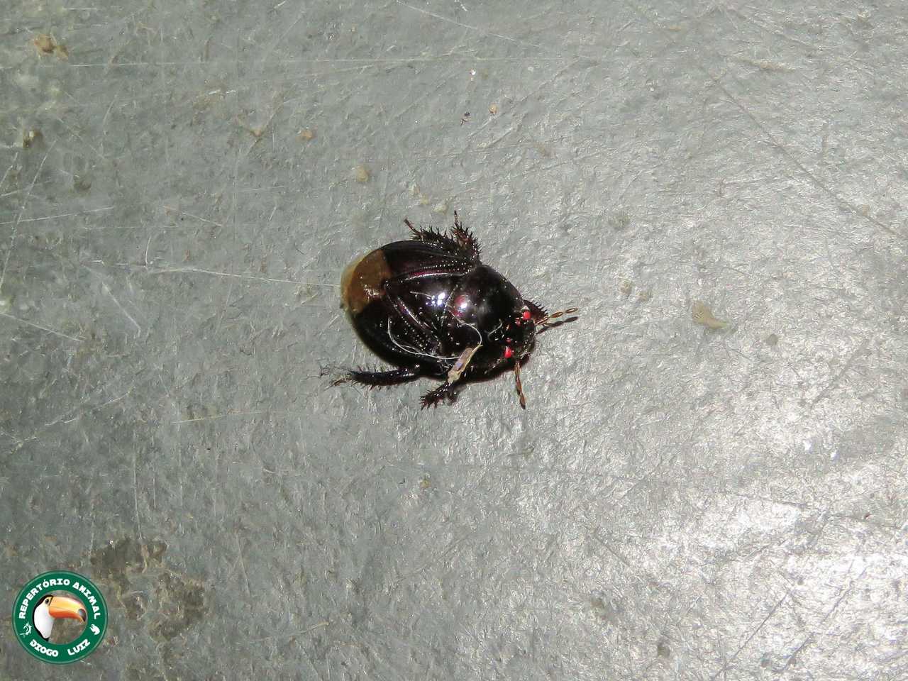 Cyrtomenus bergi