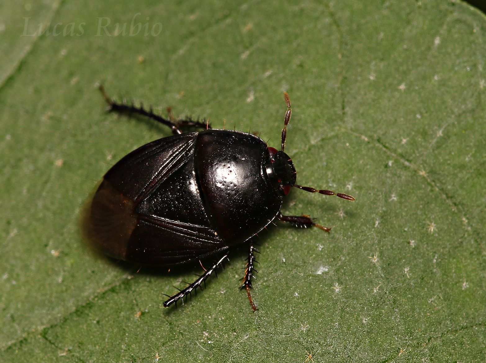 Cyrtomenus bergi