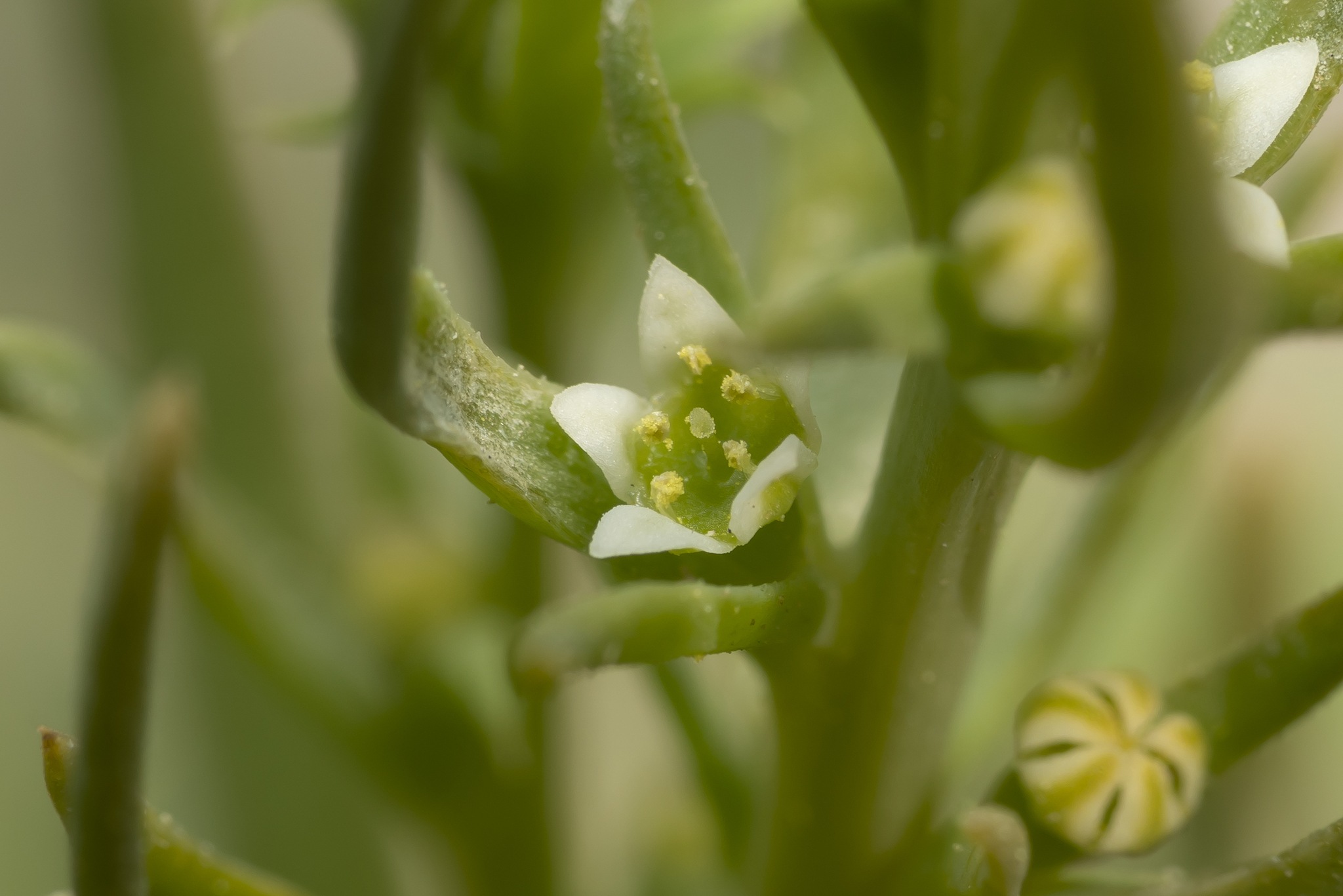 Thesium humile