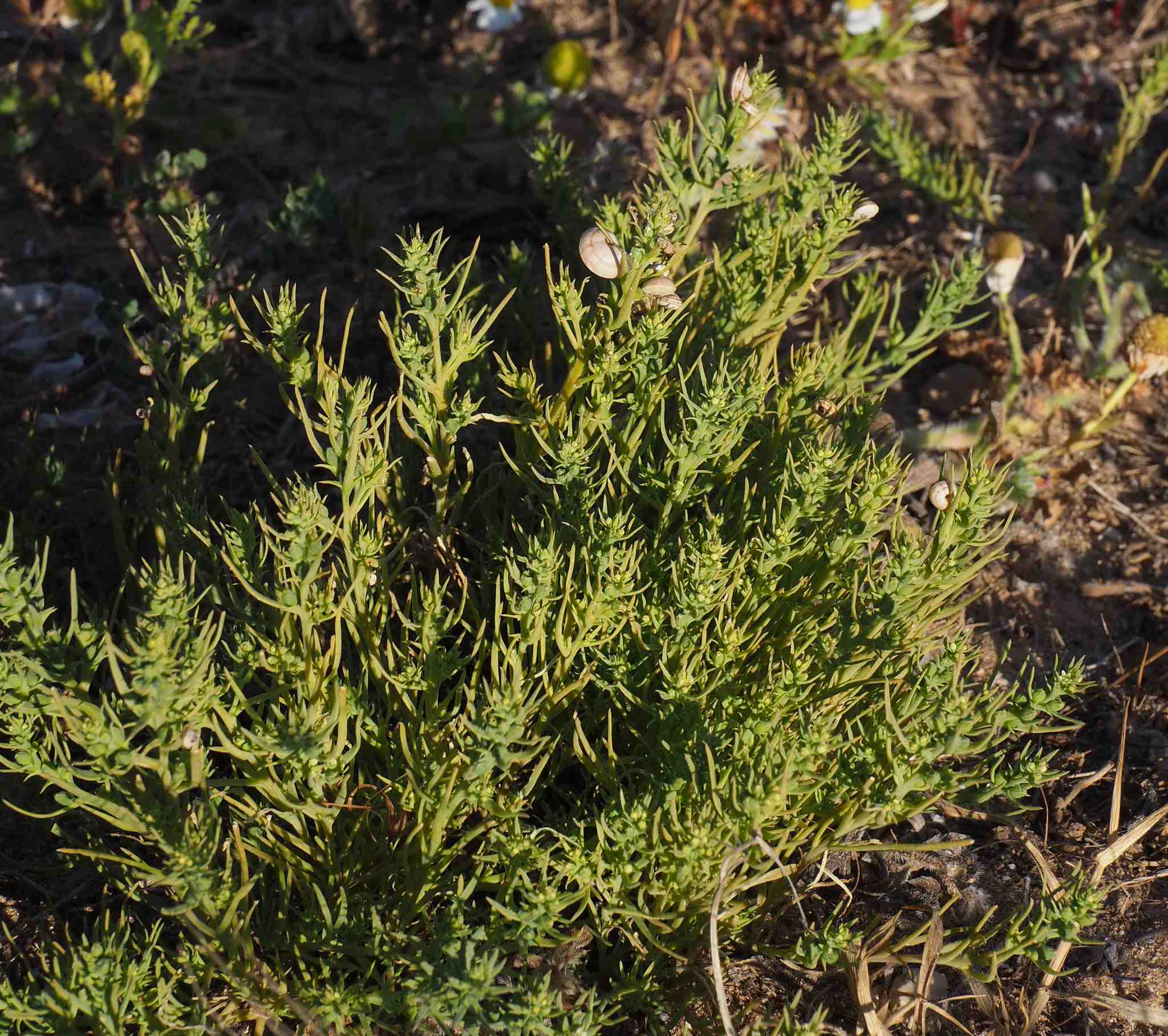 Thesium humile