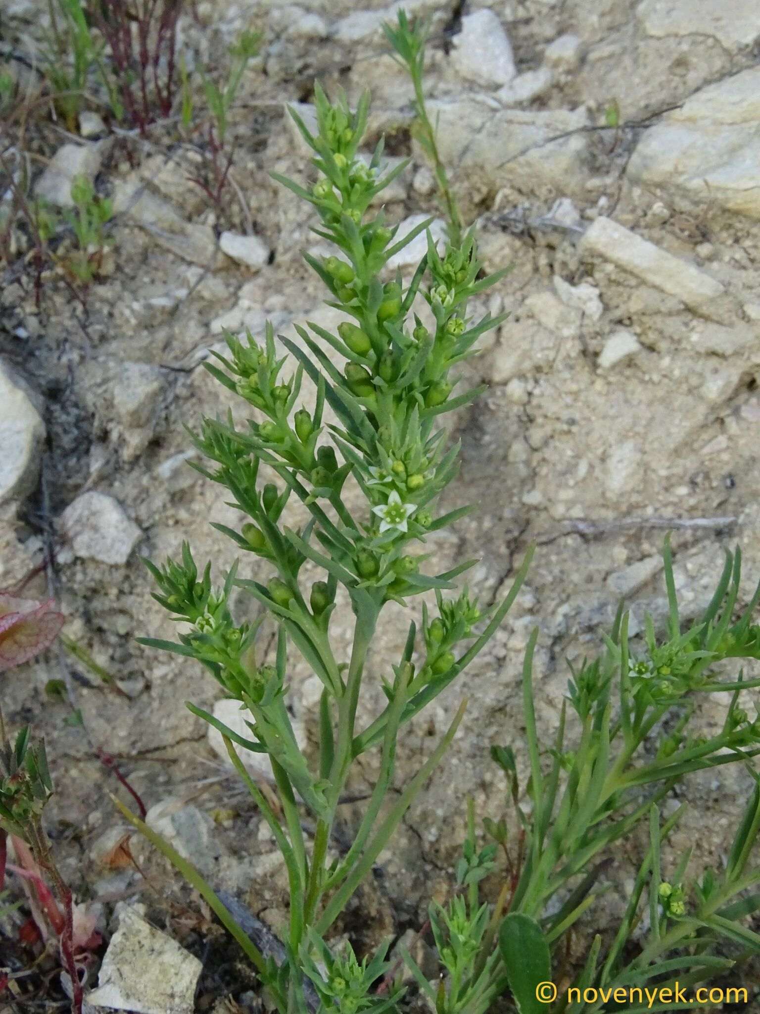 Thesium humile