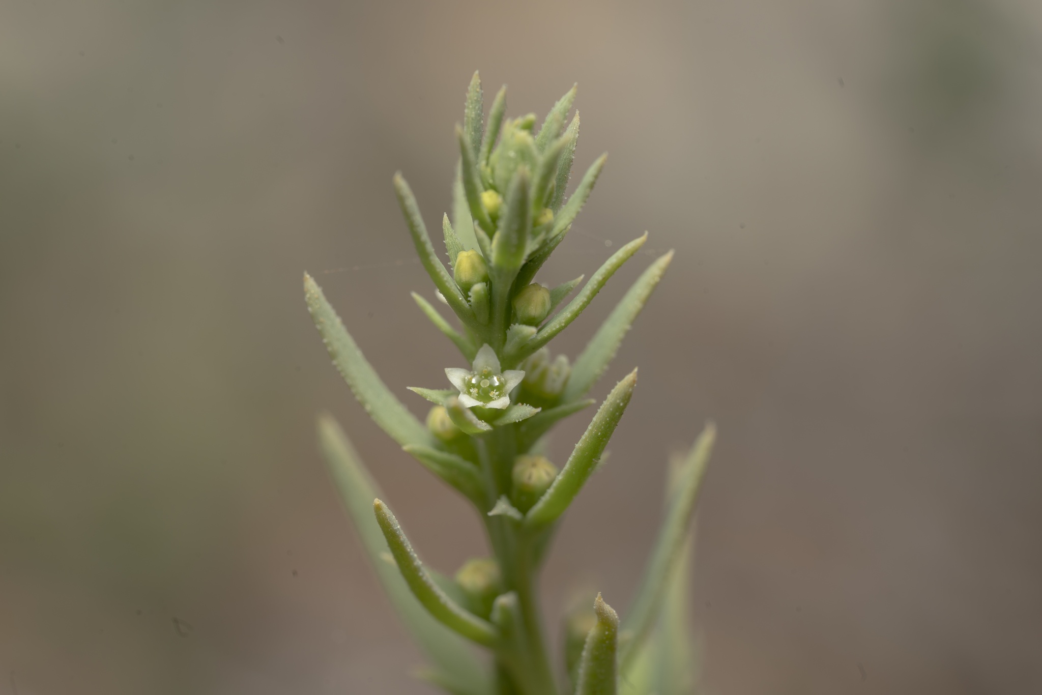 Thesium humile