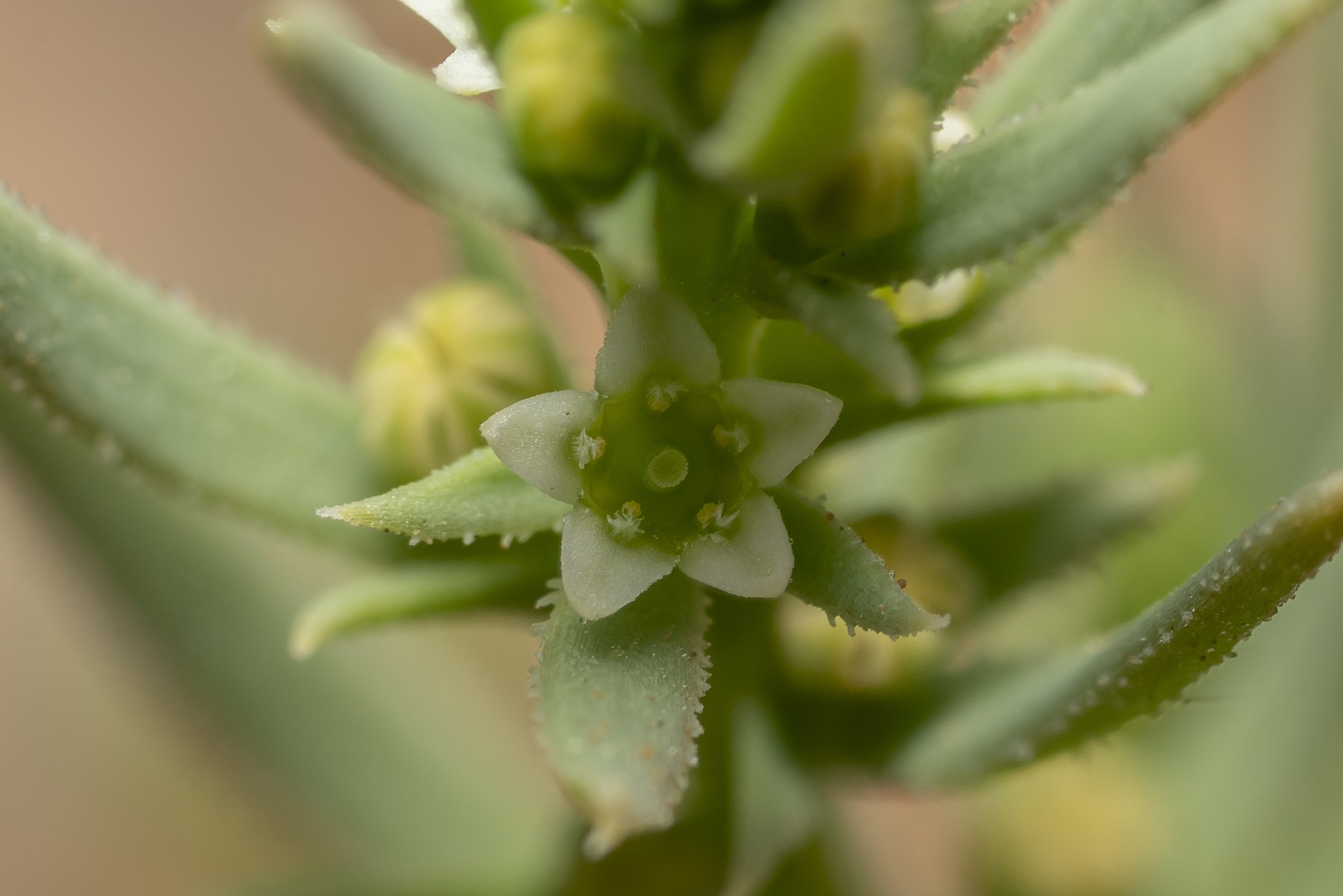 Thesium humile