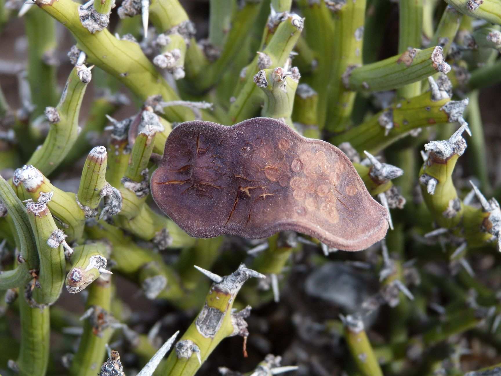 Neltuma castellanosii