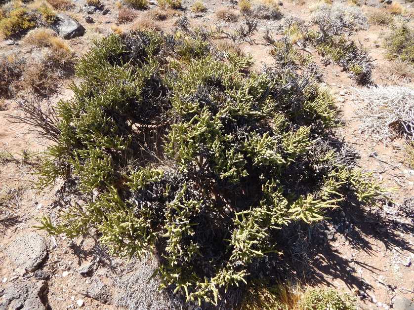 Neltuma castellanosii