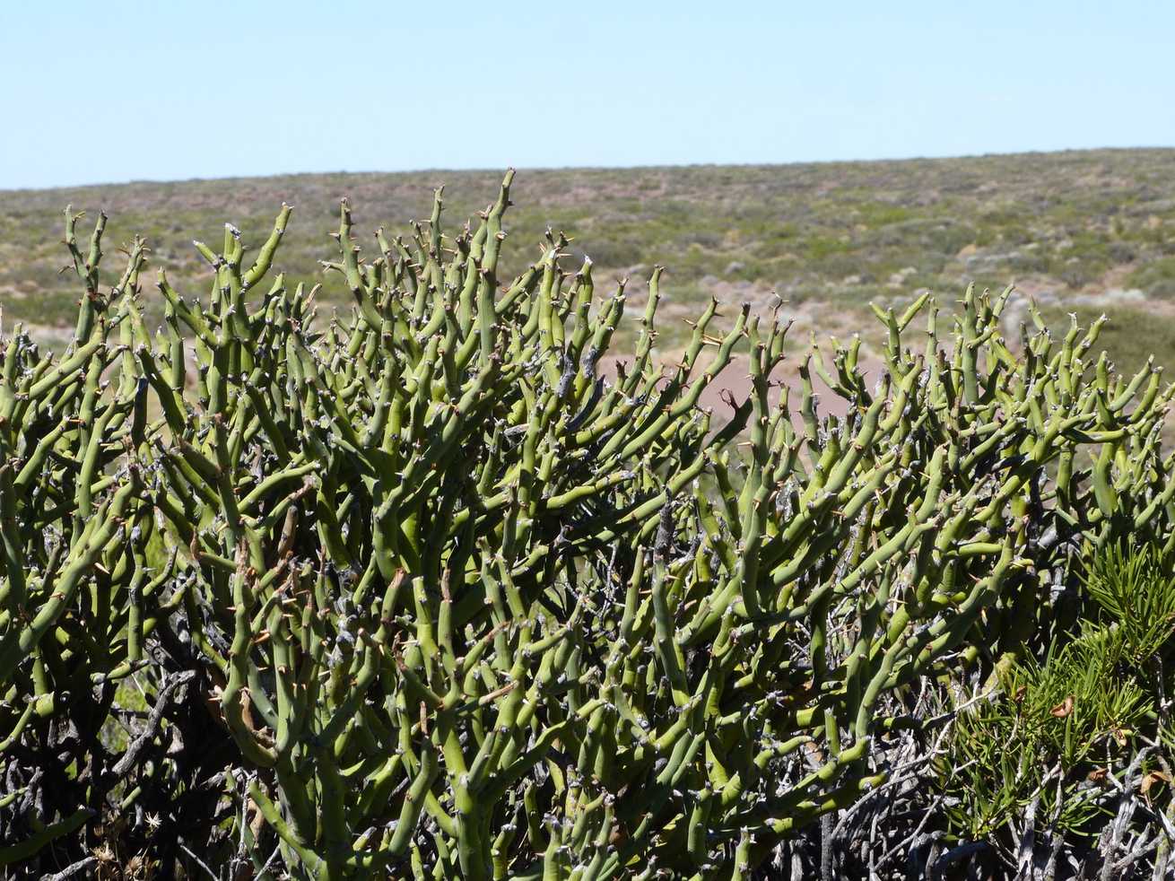 Neltuma castellanosii