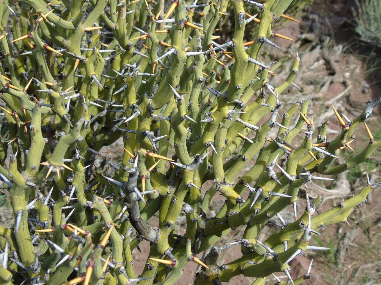 Neltuma castellanosii