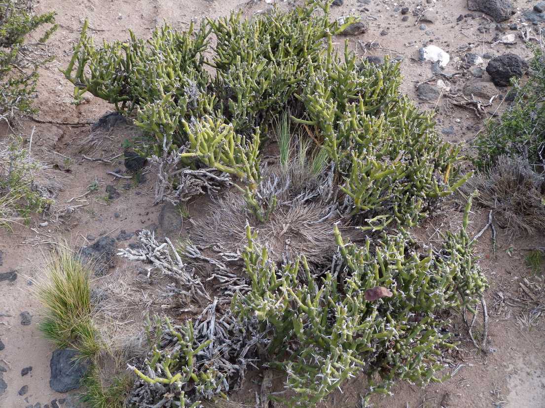 Neltuma castellanosii