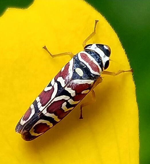 Agrosoma