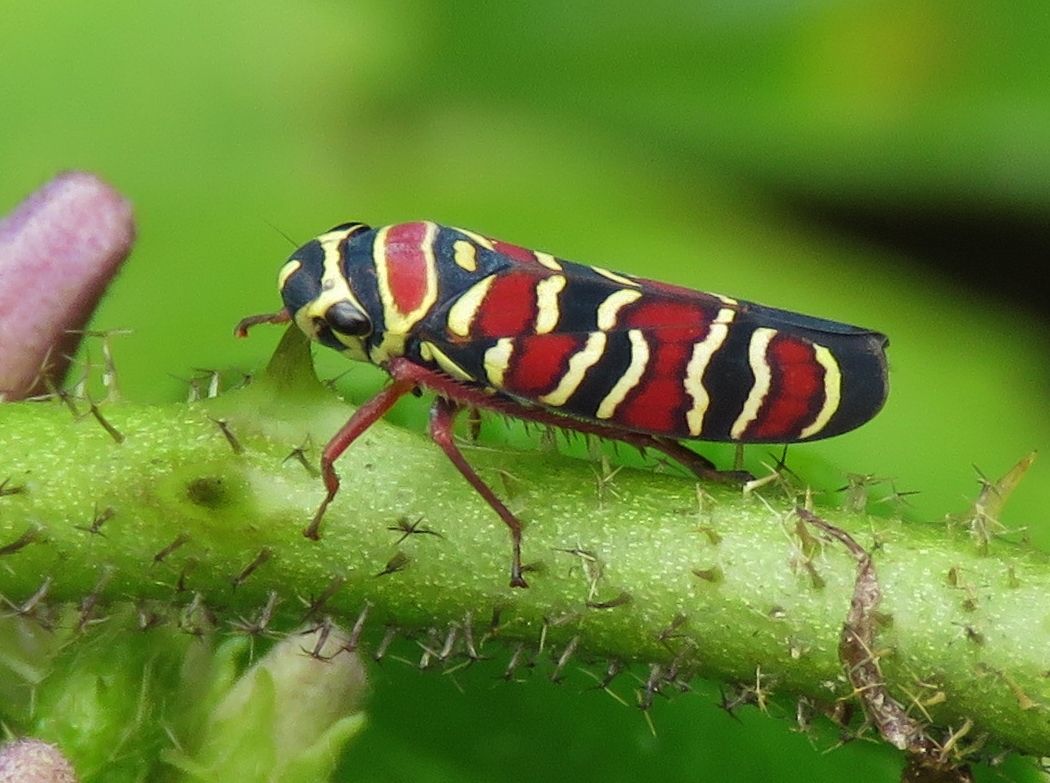 Agrosoma