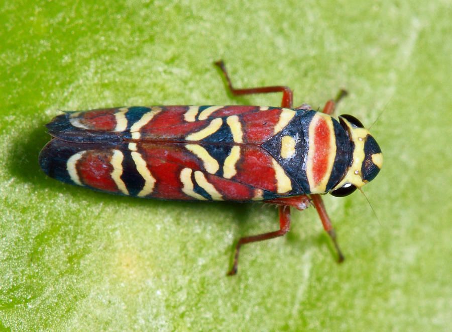 Agrosoma