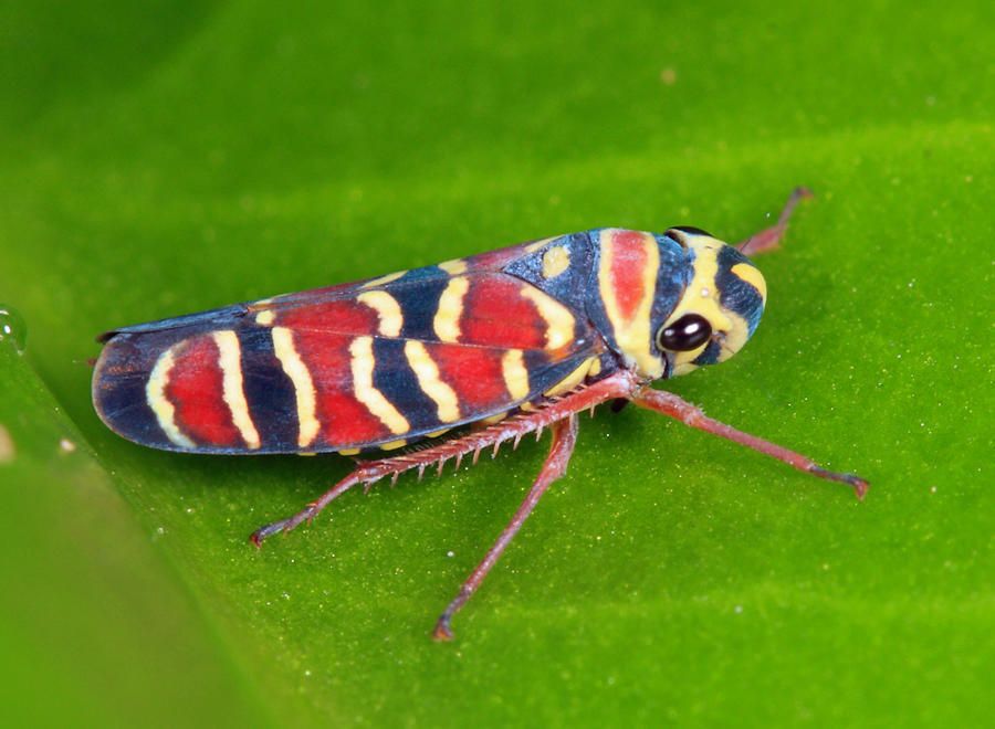 Agrosoma