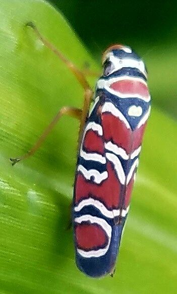 Agrosoma