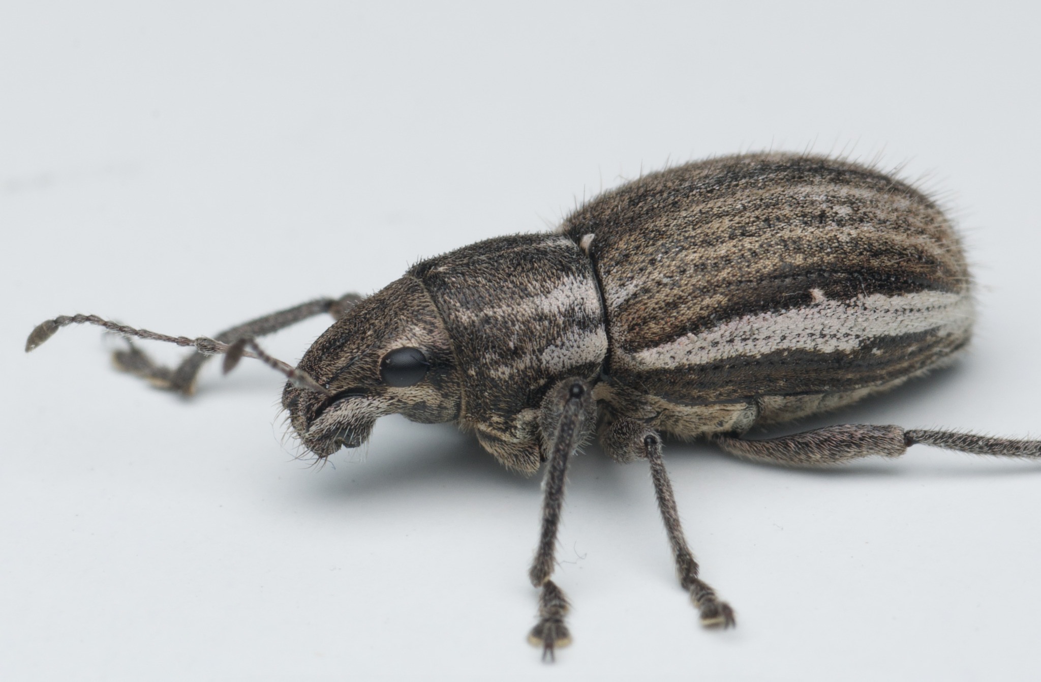 Naupactus leucoloma