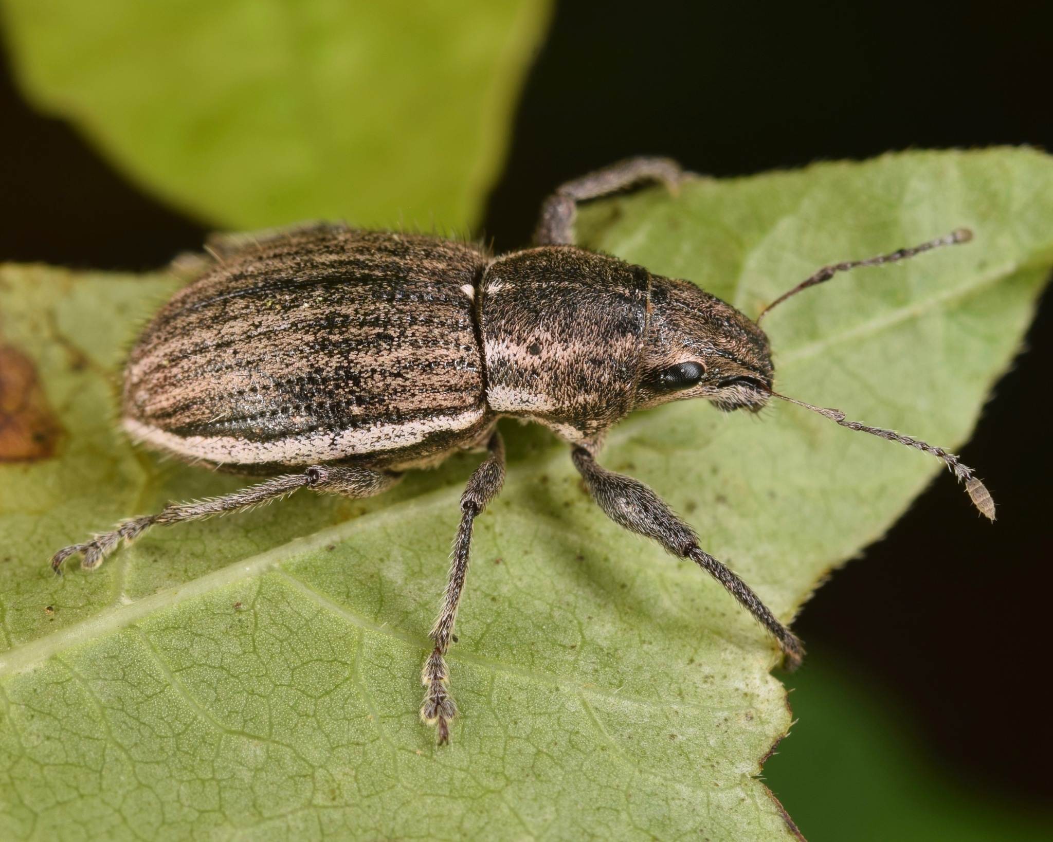 Naupactus leucoloma