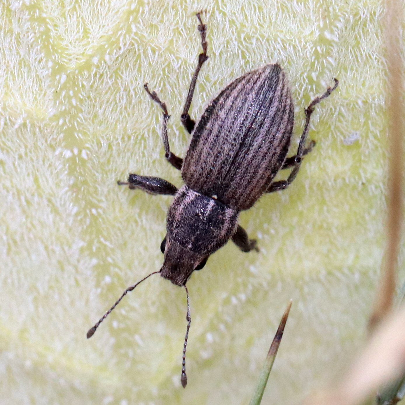 Naupactus leucoloma