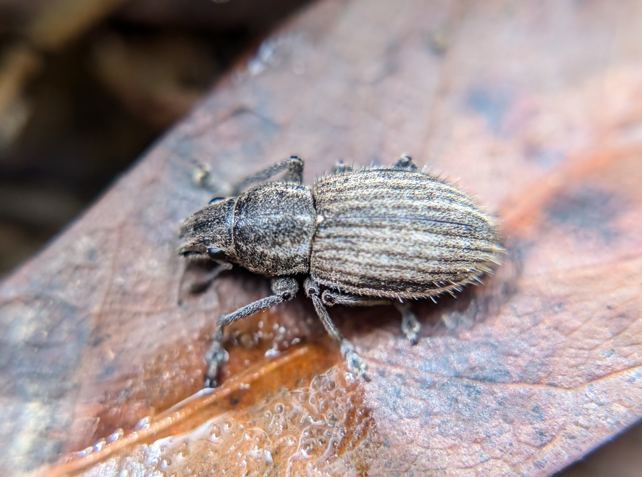 Naupactus leucoloma