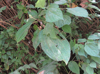 Oxyspora paniculata