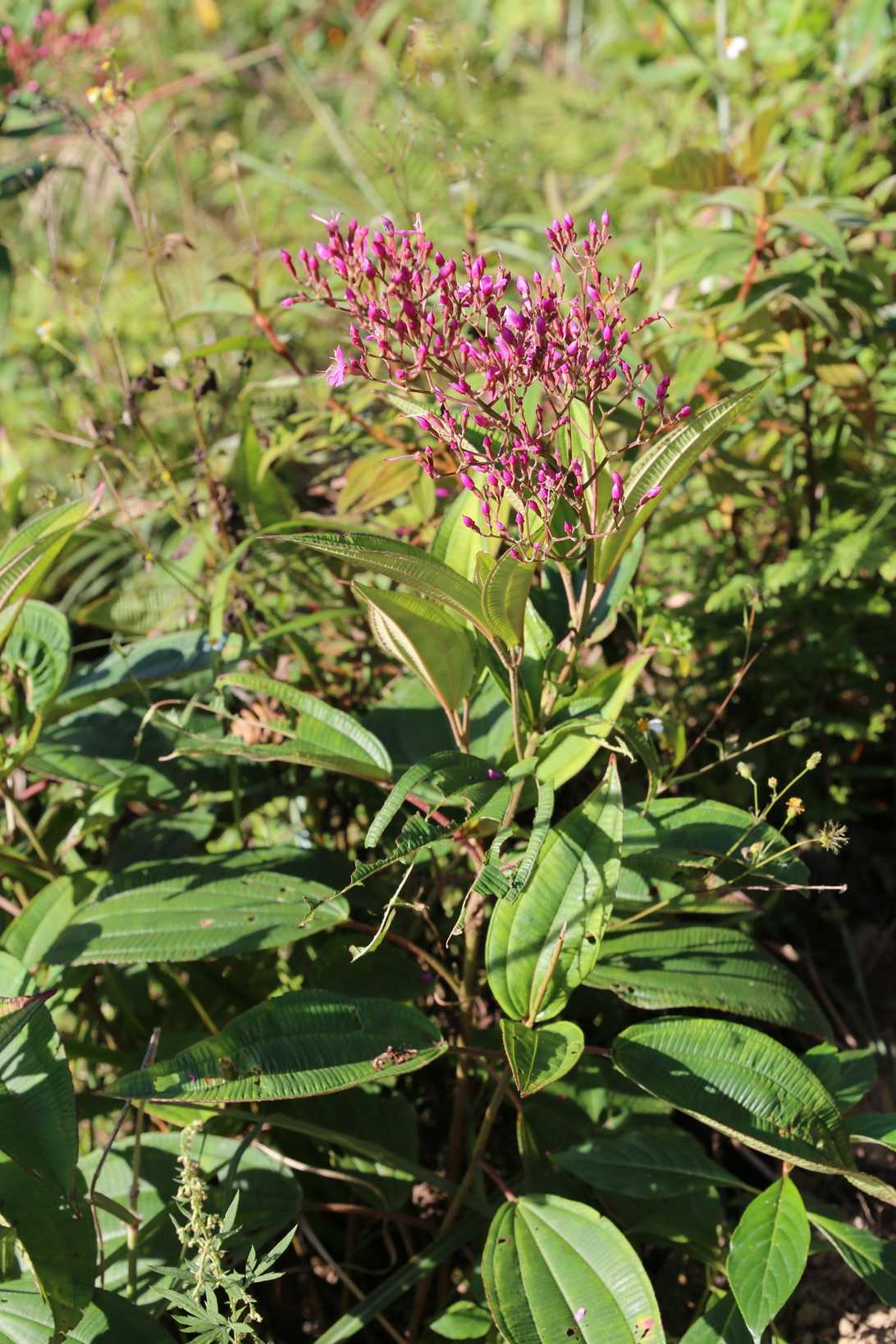 Oxyspora paniculata