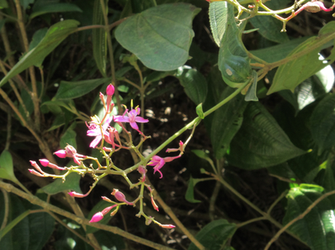 Oxyspora paniculata