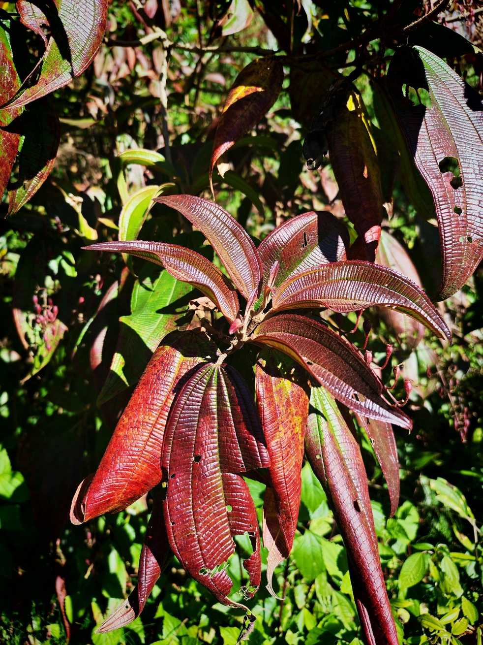Oxyspora paniculata