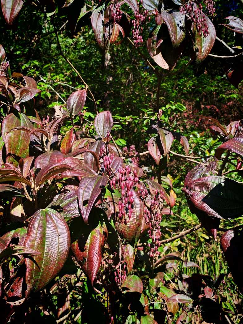 Oxyspora paniculata