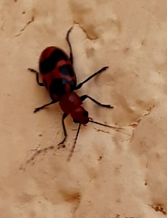 Malacorhinus irregularis