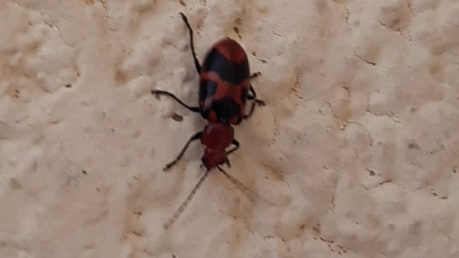 Malacorhinus irregularis