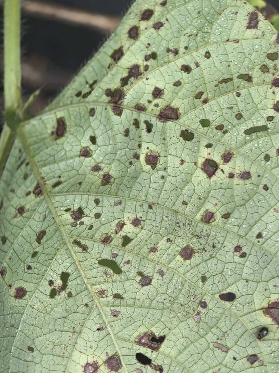 Cercospora canescens