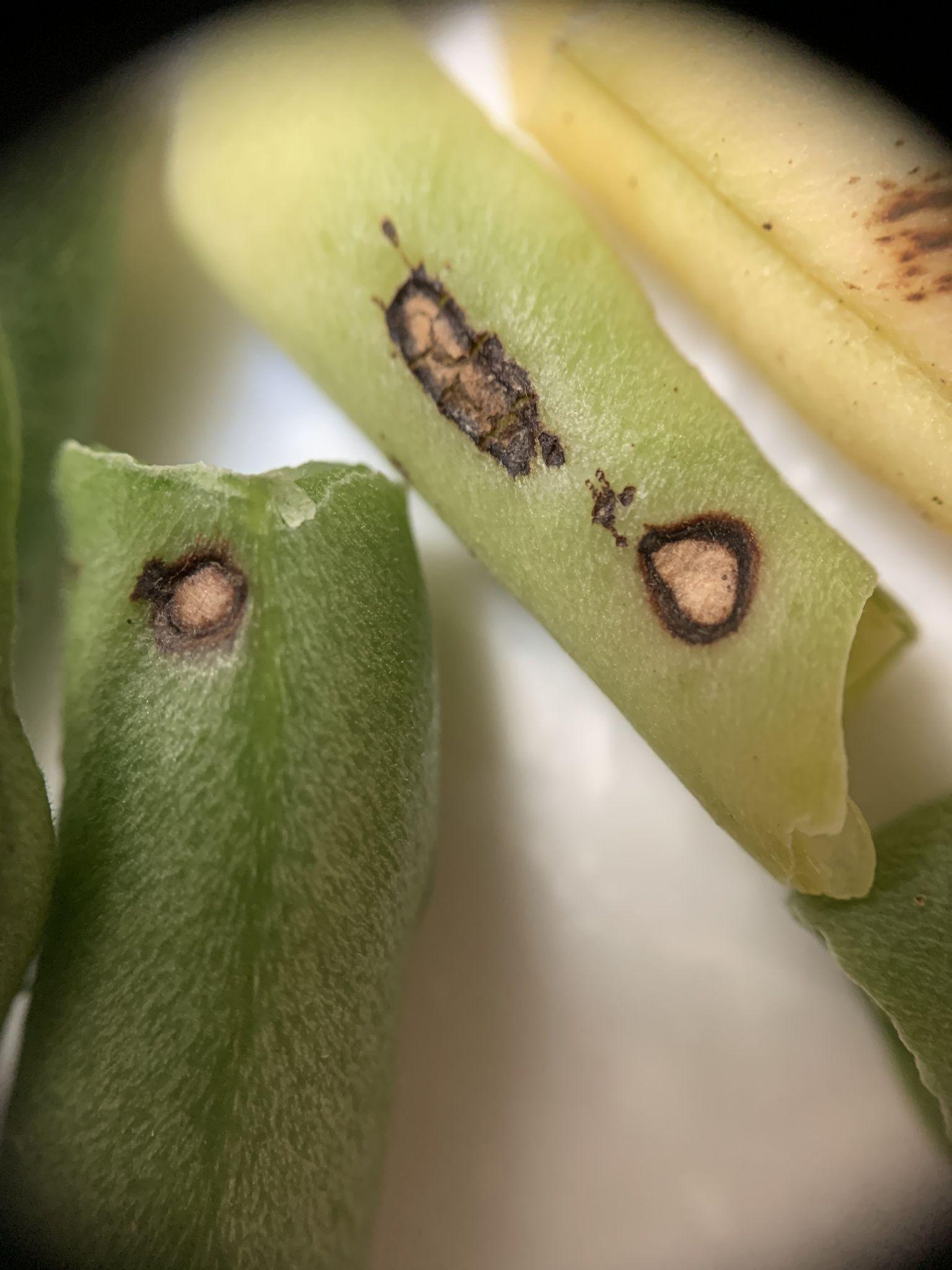 Cercospora canescens