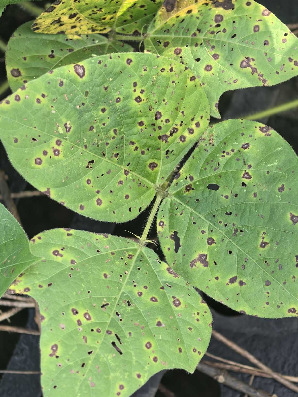 Cercospora canescens