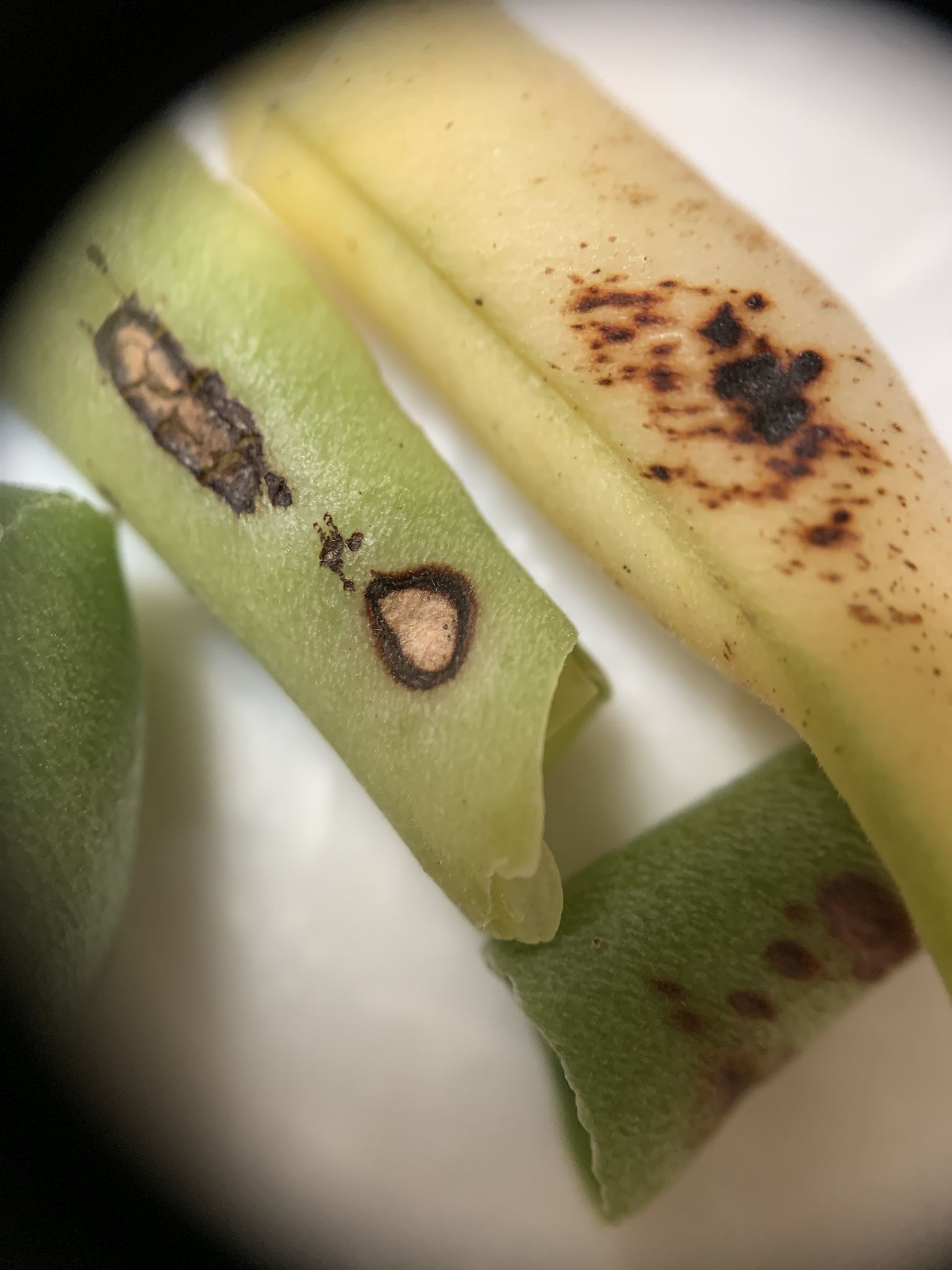 Cercospora canescens