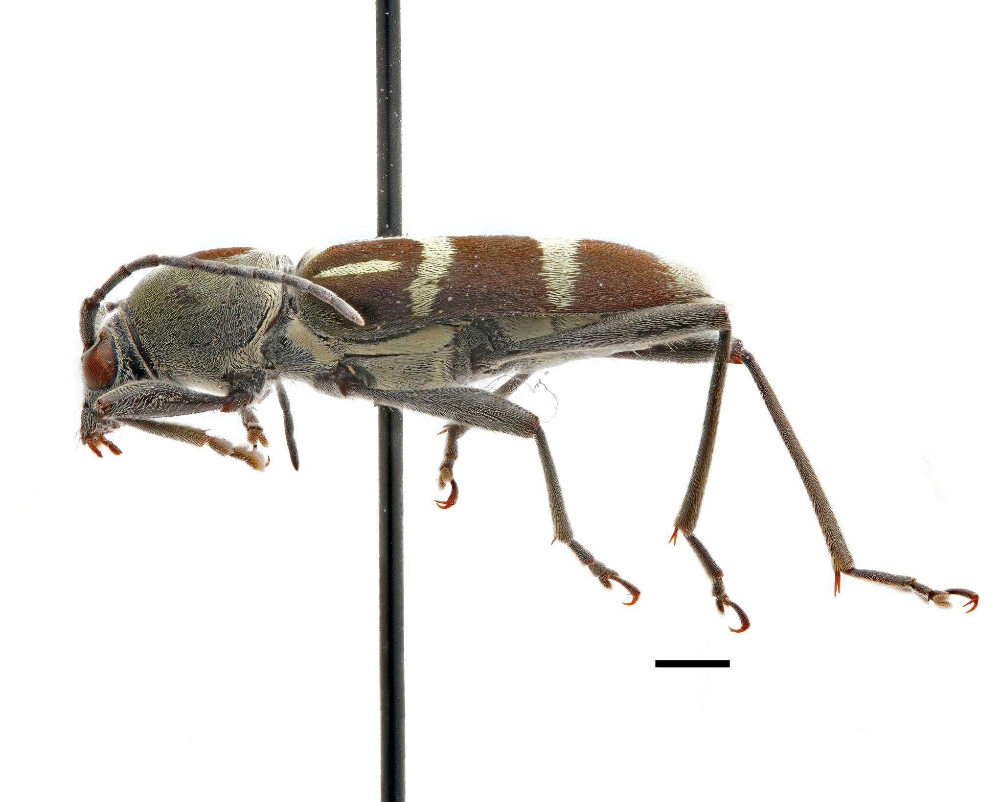Chlorophorus strobilicola
