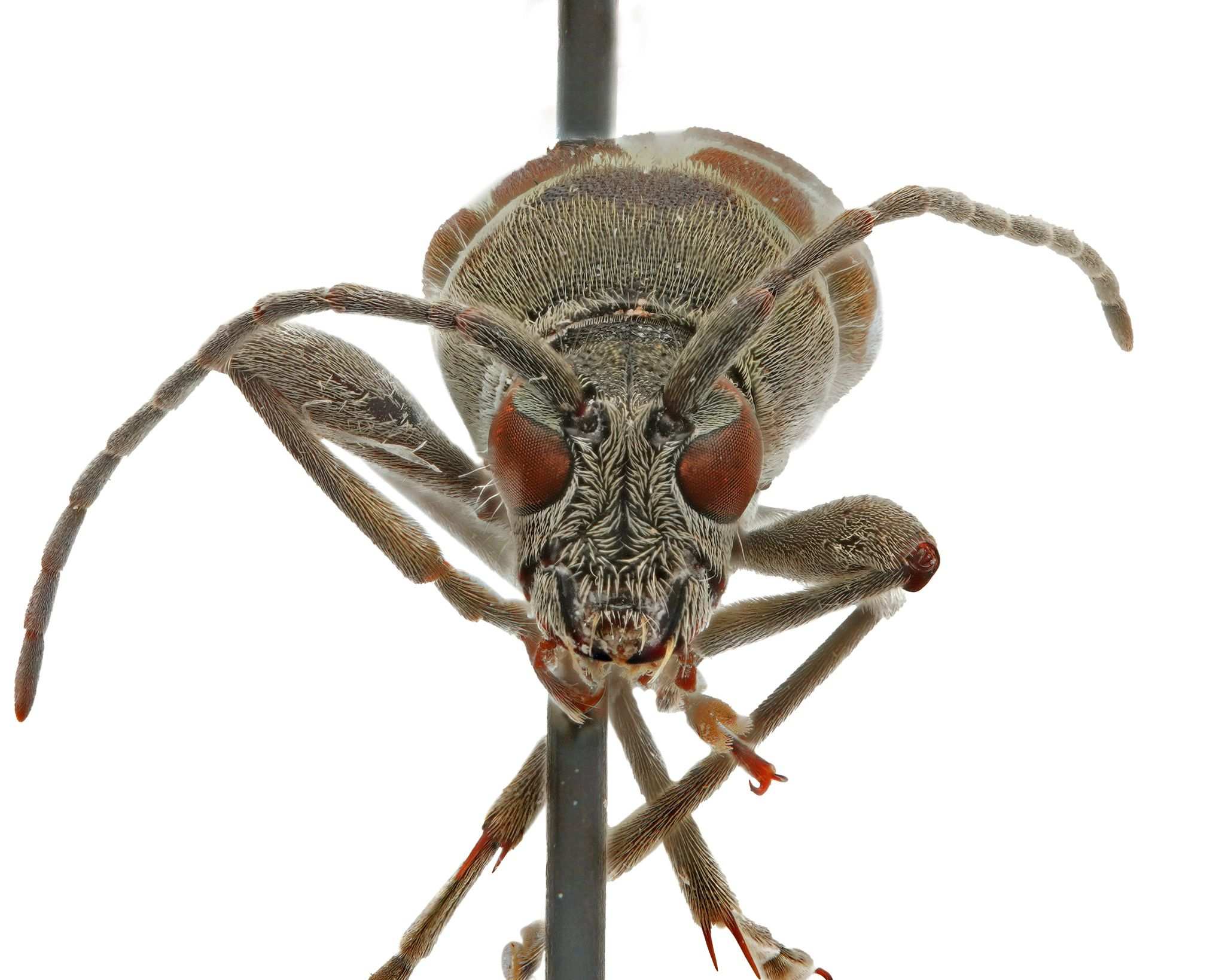Chlorophorus strobilicola
