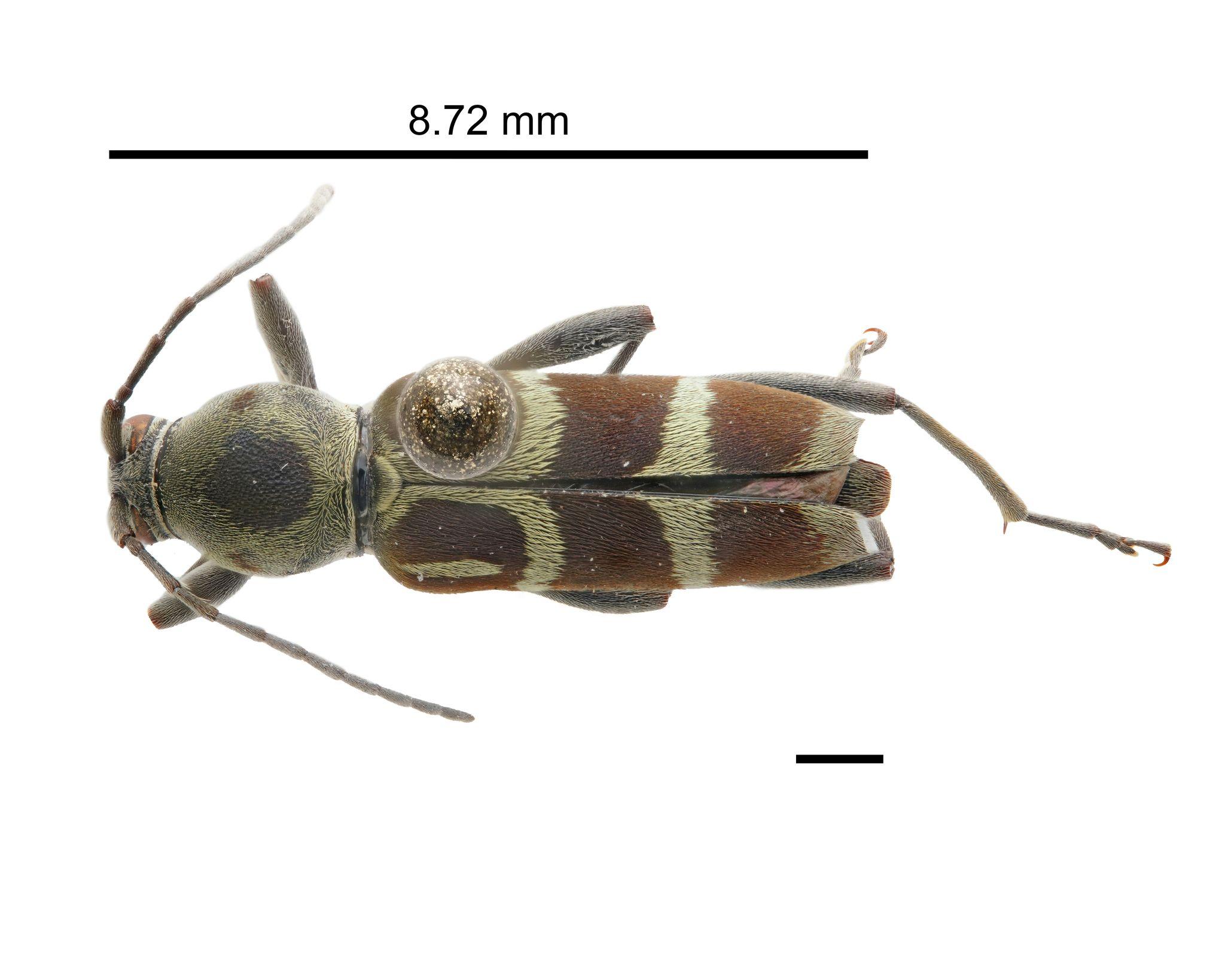 Chlorophorus strobilicola