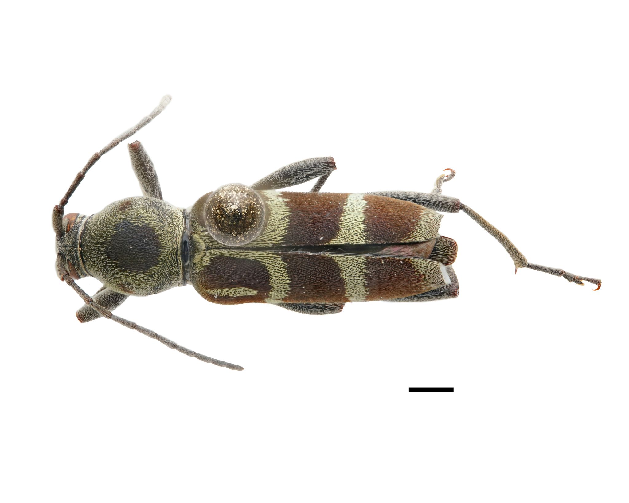 Chlorophorus strobilicola