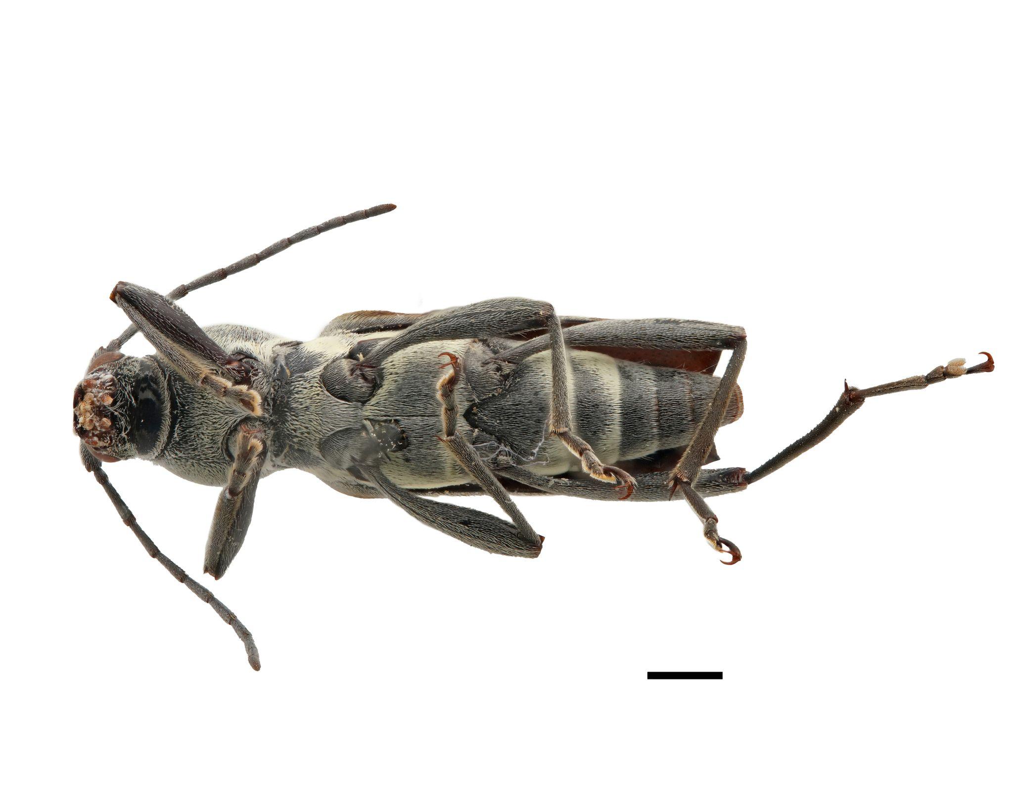 Chlorophorus strobilicola