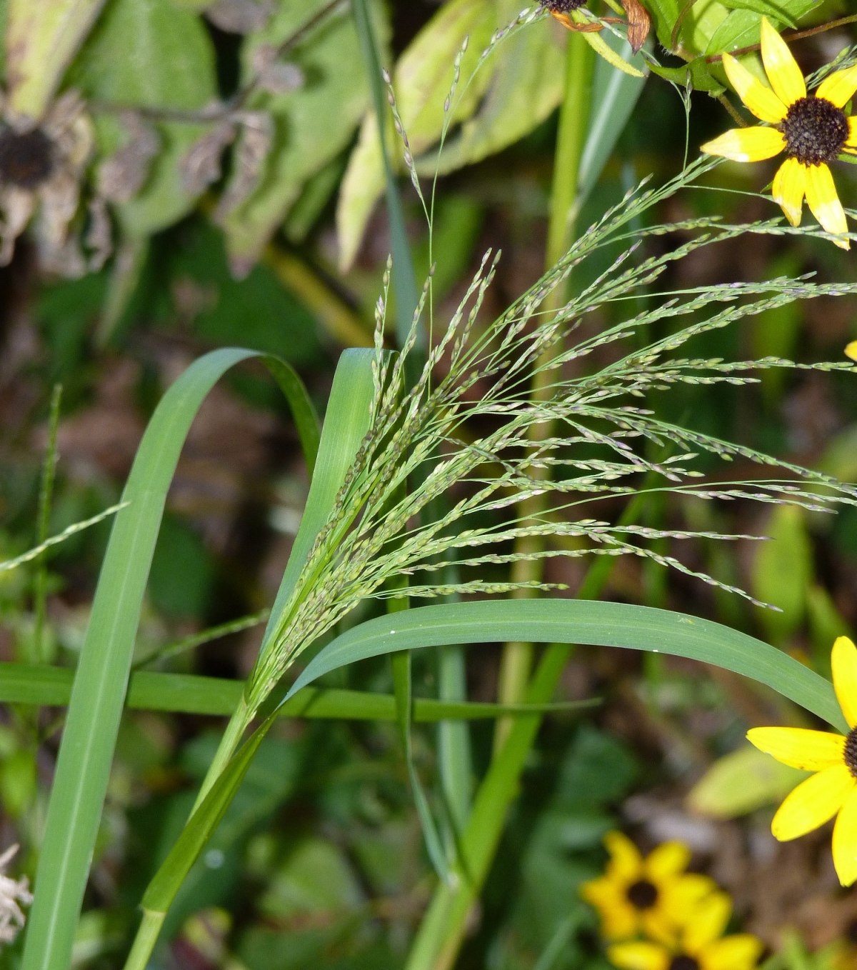 Panicum dichotomiflorum