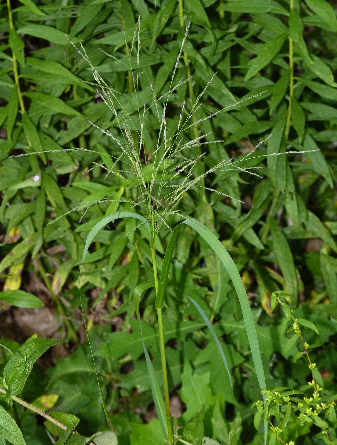 Panicum dichotomiflorum