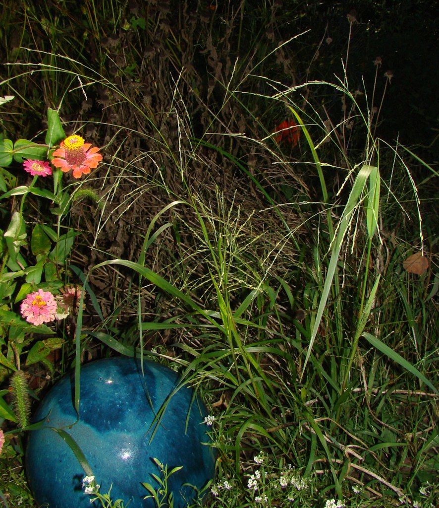 Panicum dichotomiflorum