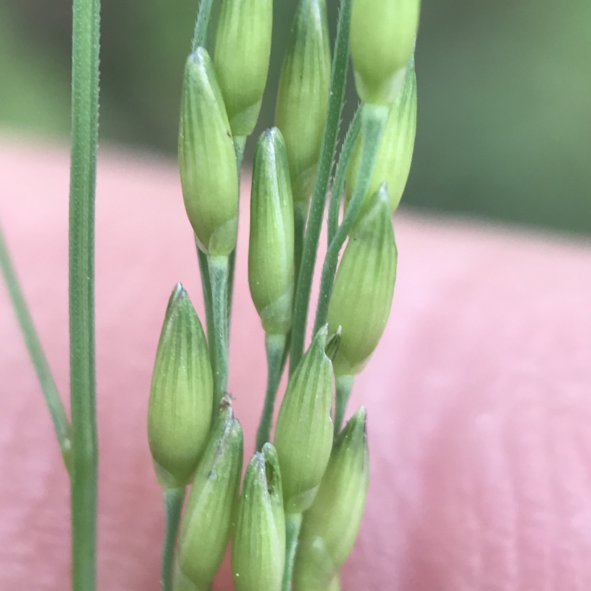 Panicum dichotomiflorum