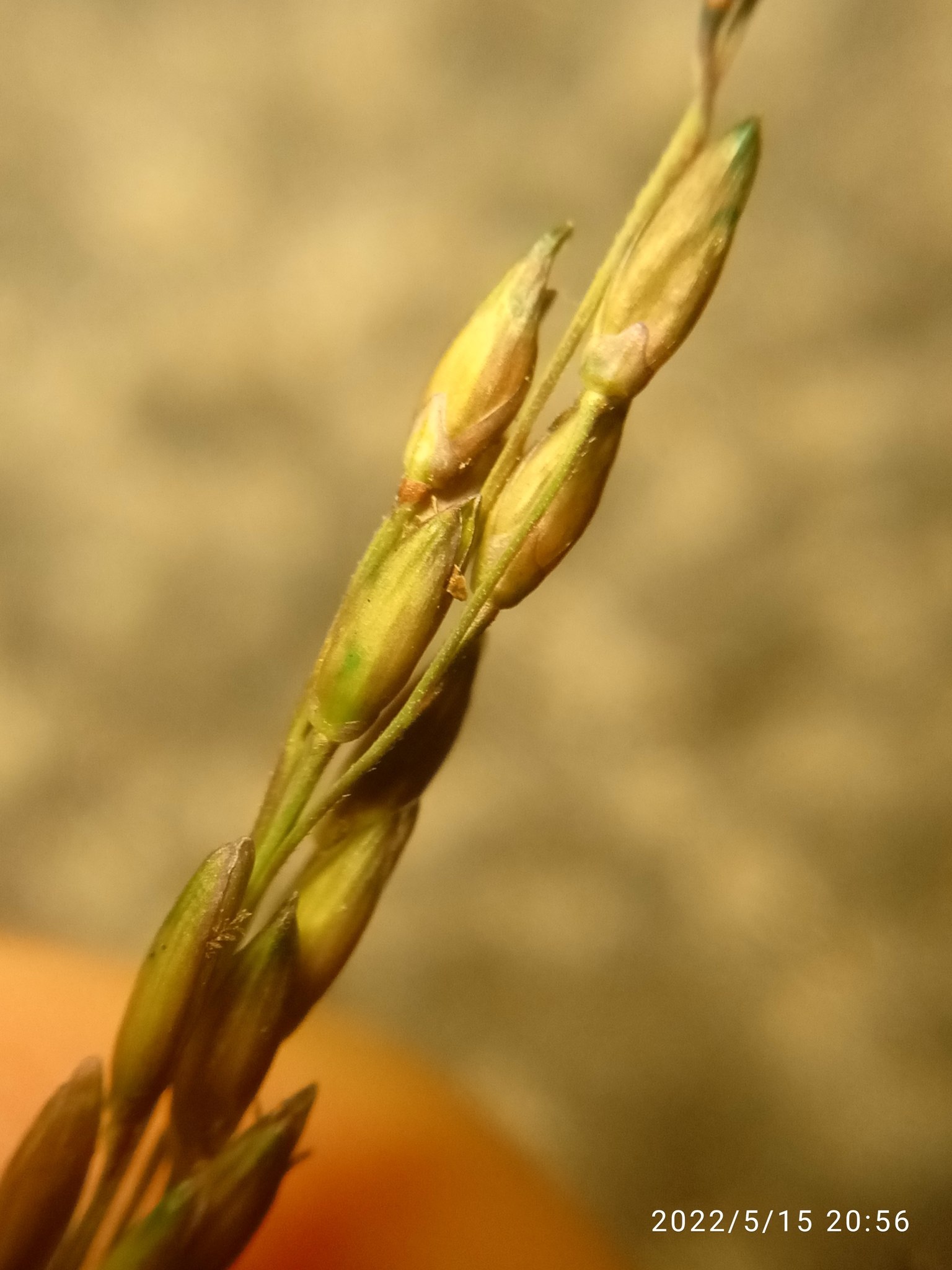 Panicum dichotomiflorum