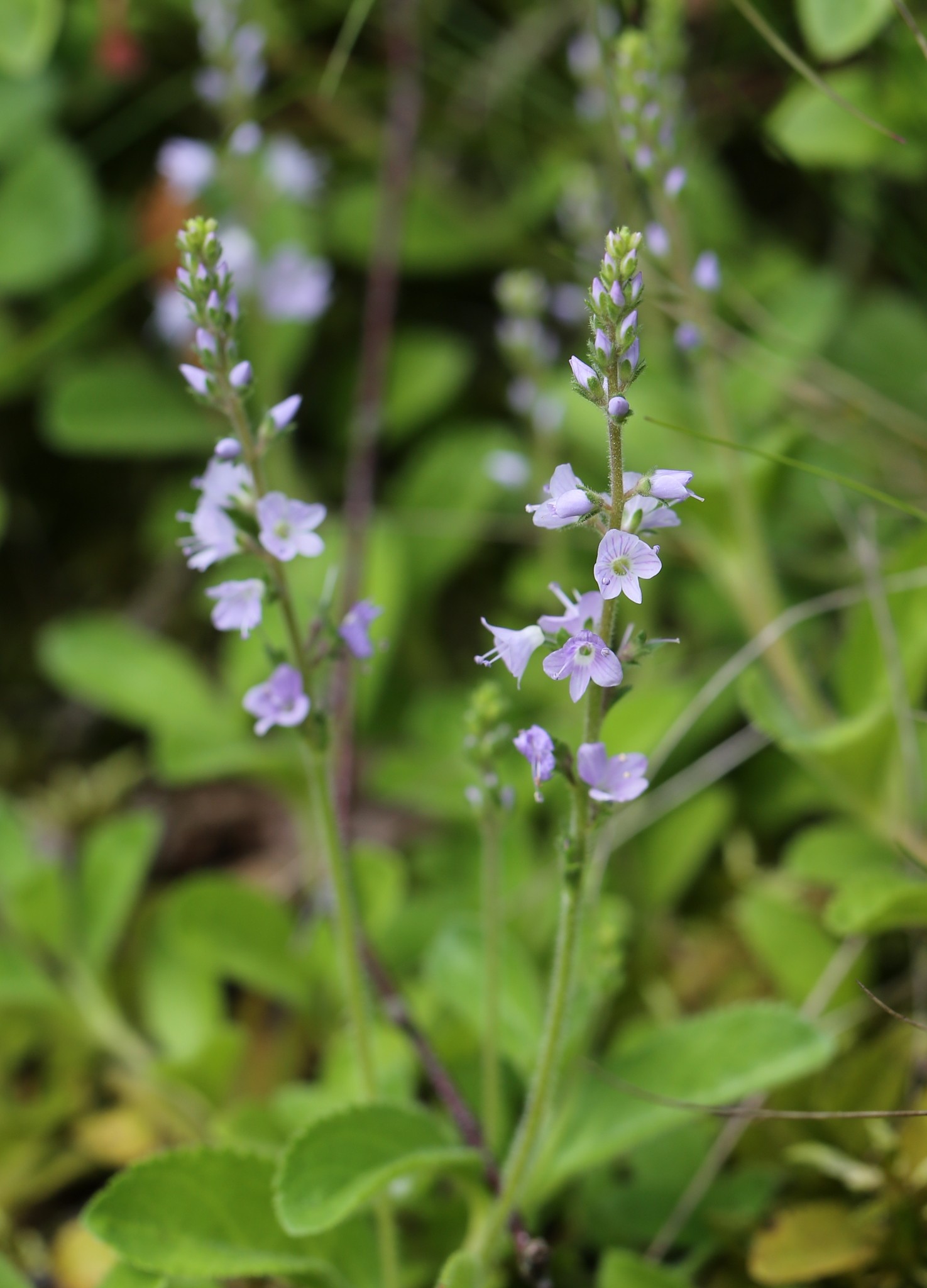 Veronica officinalis