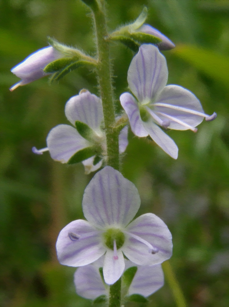 Veronica officinalis