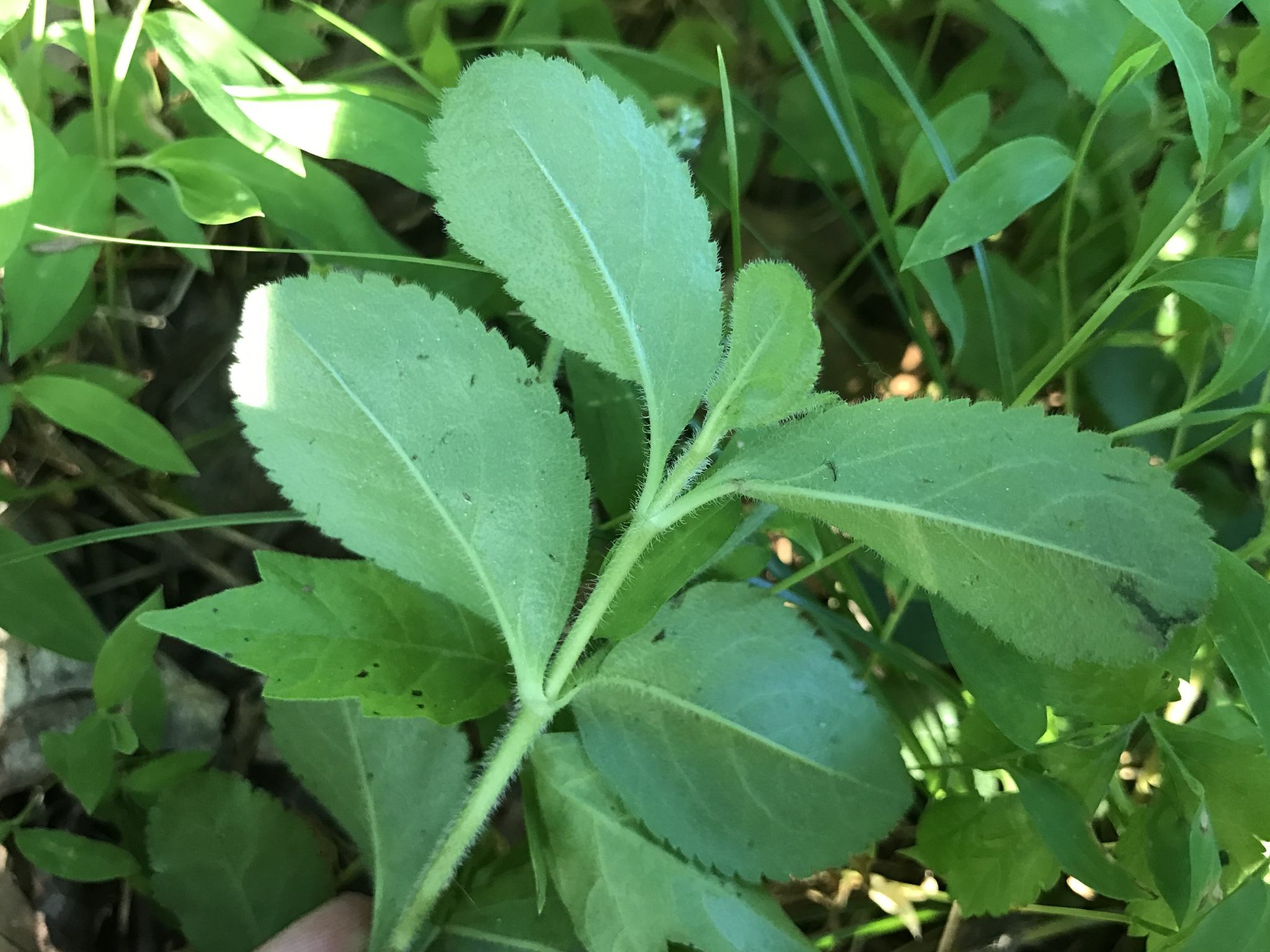 Veronica officinalis