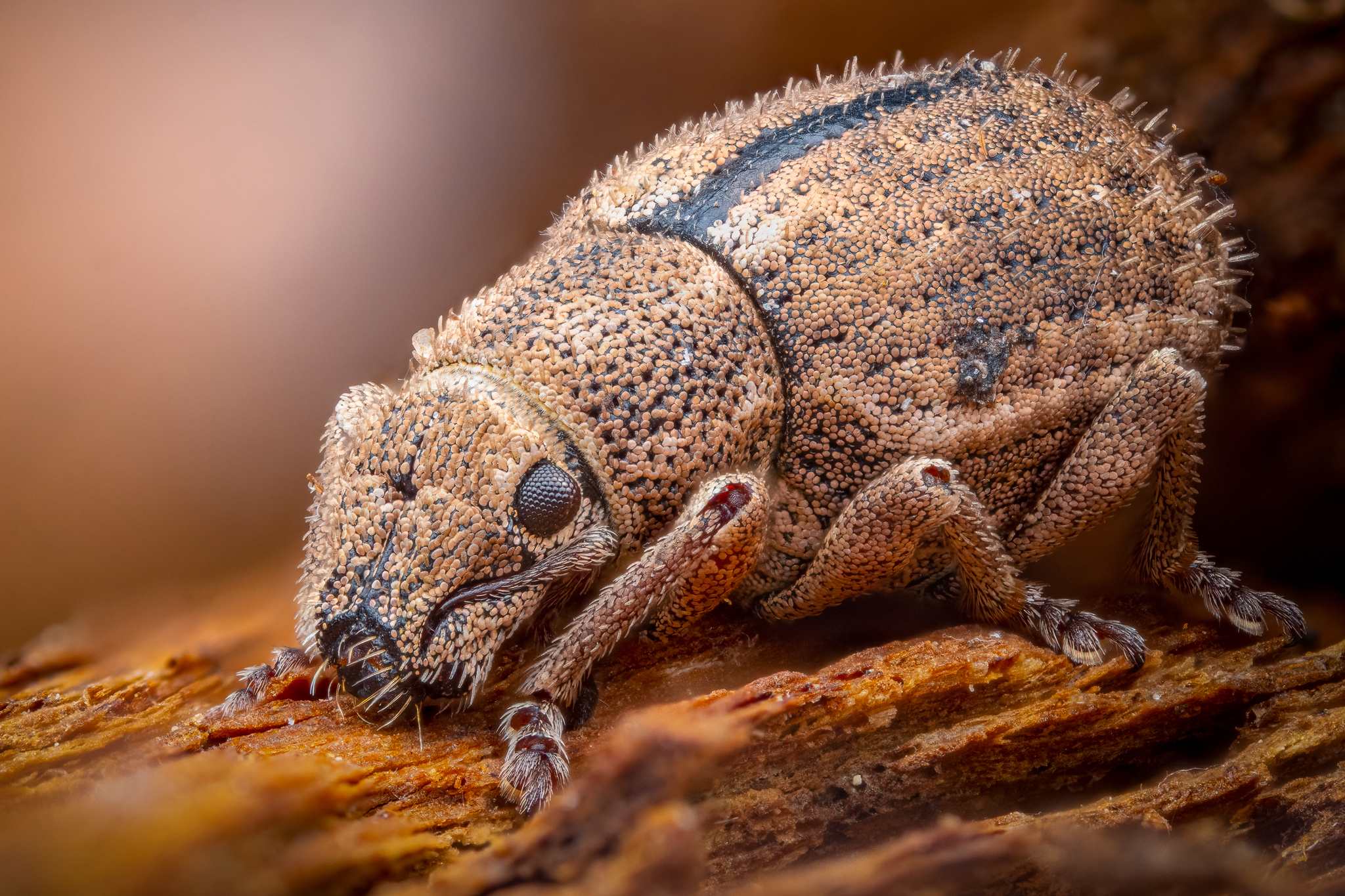 Strophosoma