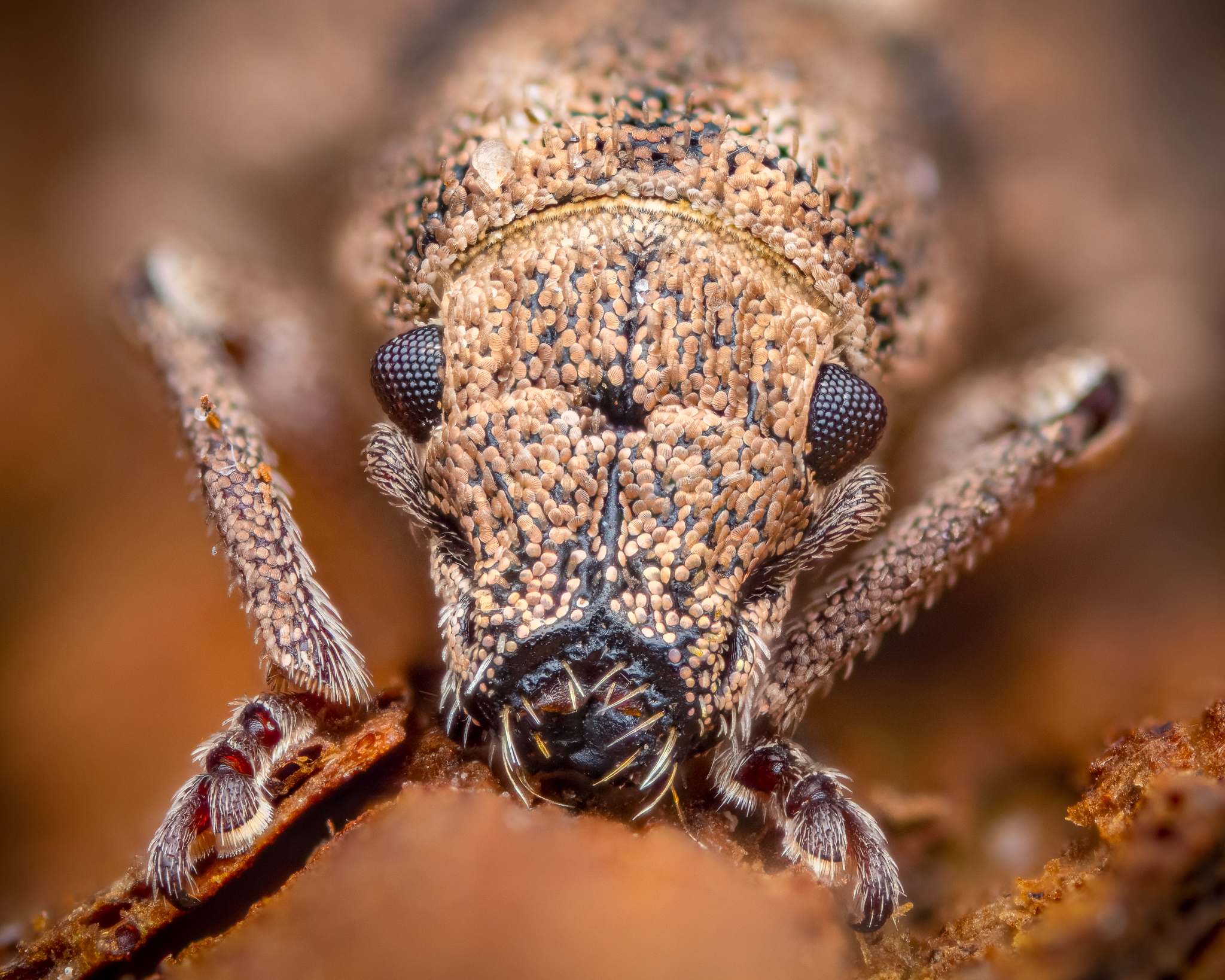 Strophosoma