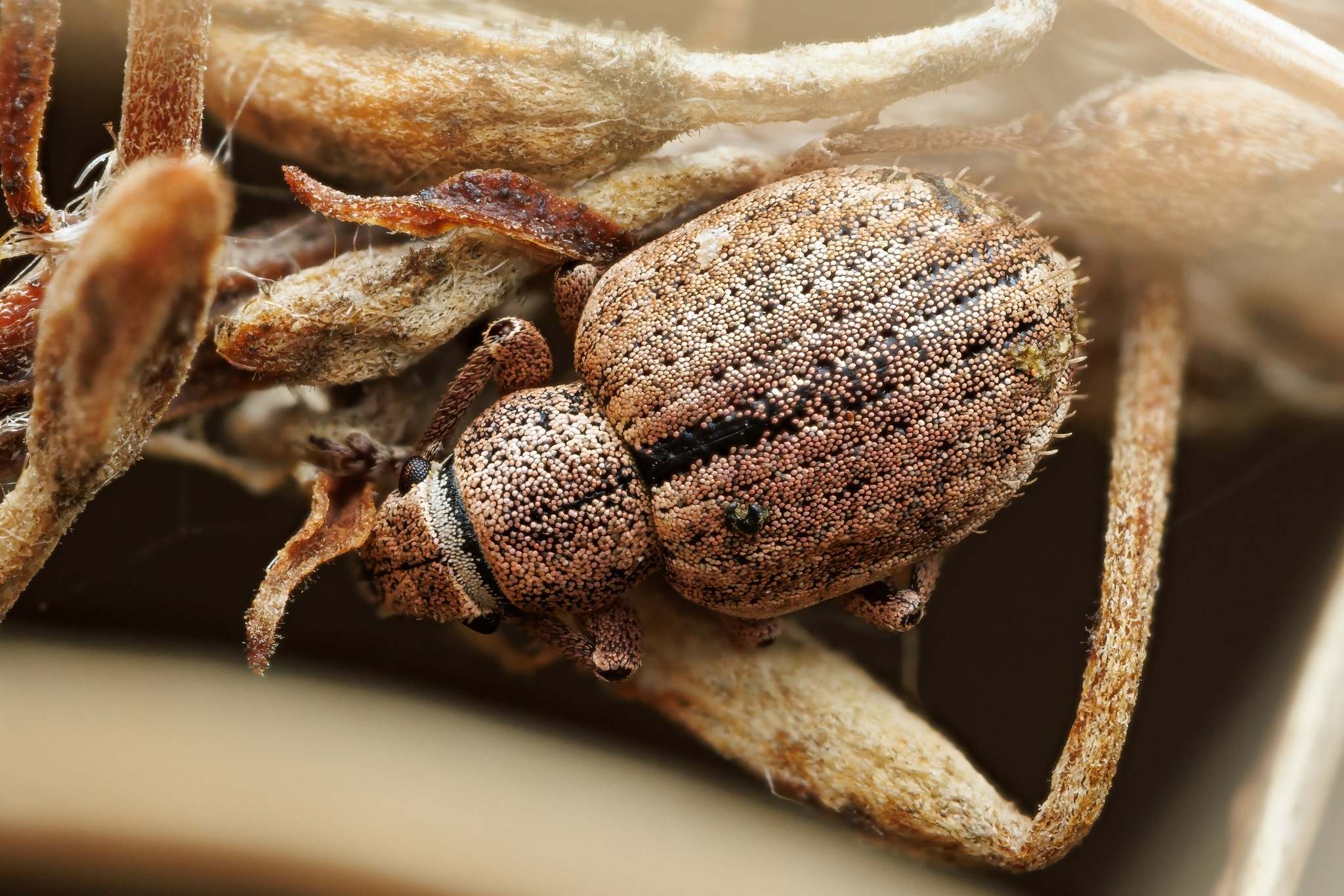 Strophosoma
