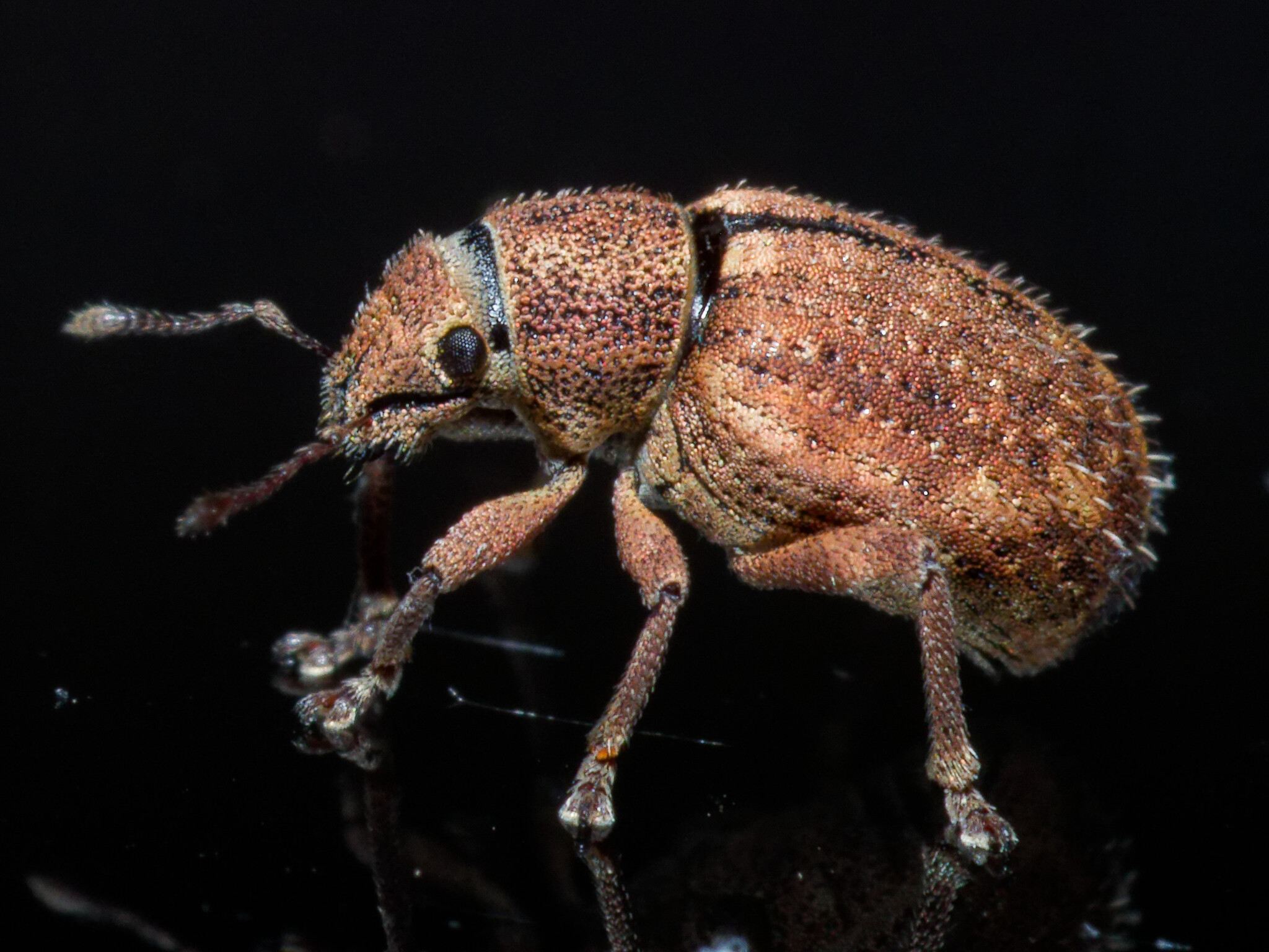 Strophosoma